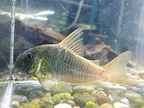 コリドラス　コンコロール