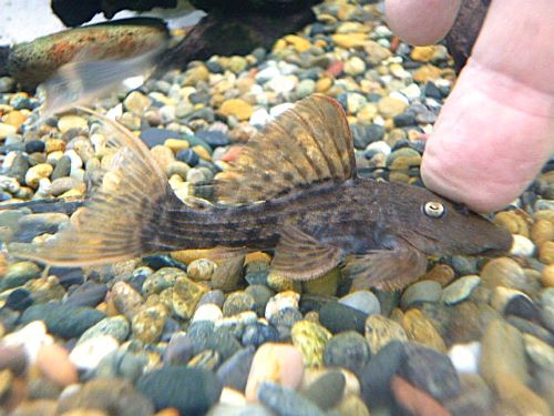 スカーレットトリムプレコ