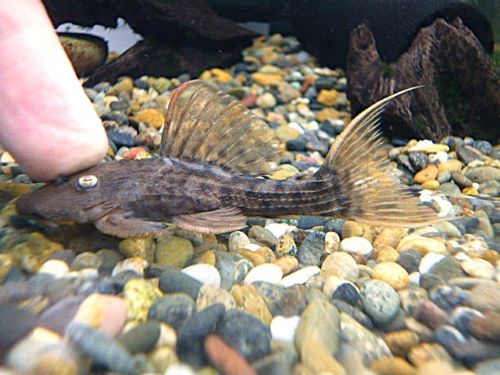 スカーレットトリムプレコ　２０２５年１２月８日入荷