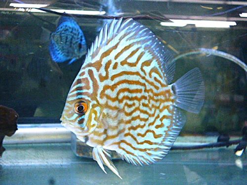 ドイツコバルト×ワットレー第３系統・ディスカス