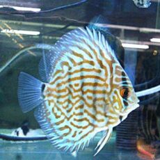 ドイツコバルト×ワットレー第３系統　２０２５年１０月１７日入荷