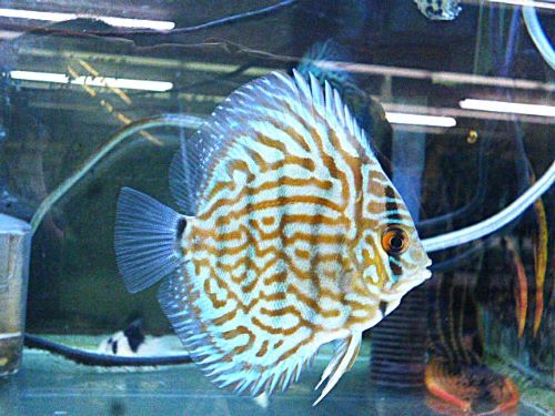 ドイツコバルト×ワットレー第3系統 2025年10月17日入荷 ドイツコバルト×ワットレー第3系統・ディスカス