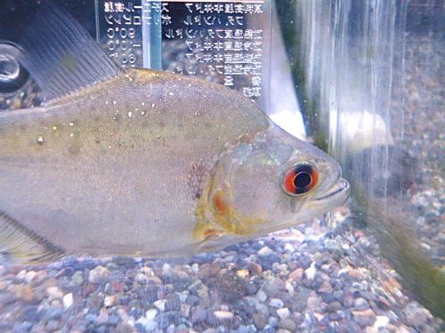 ダイヤモンドブラックピラニア