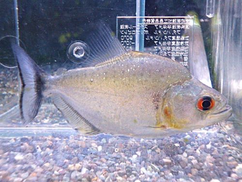 ダイヤモンドブラックピラニア