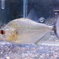 ダイヤモンドブラックピラニア　シングー約１０ｃｍ　２０２５年９月２５日入荷