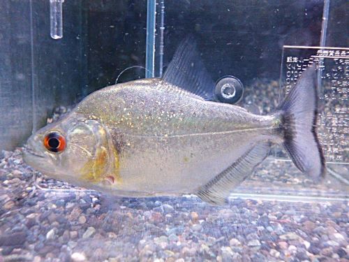 ダイヤモンドブラックピラニア　シングー約１０ｃｍ　２０２５年９月２５日入荷