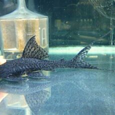 ブラックフォークテールアカリエスピーニョ　２０２５年１２月９日入荷