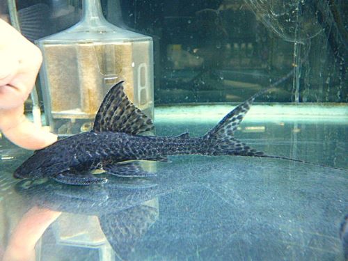 ブラックフォークテールアカリエスピーニョ　２０２５年１２月９日入荷