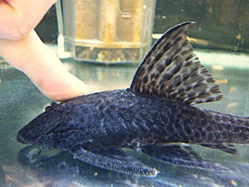 ブラックフォークテールアカリエスピーニョ