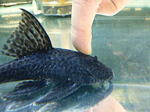 ブラックフォークテールアカリエスピーニョ