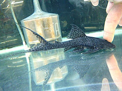 ブラックフォークテールアカリエスピーニョ 2025年12月9日入荷 ブラックフォークテールアカリエスピーニョ