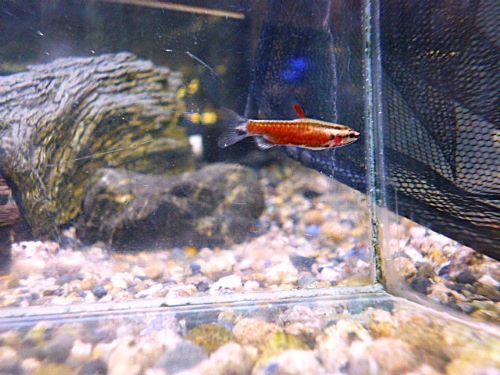 クリムゾンレッドペンシル