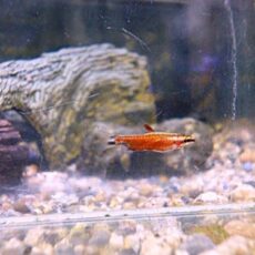 クリムゾンレッドペンシル　２０２５年１２月９日入荷