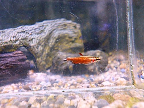 クリムゾンレッドペンシル　２０２５年１２月９日入荷