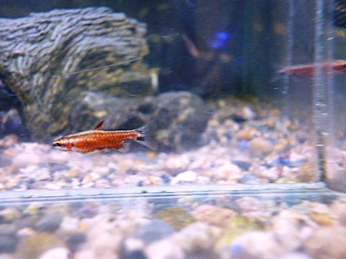 クリムゾンレッドペンシル