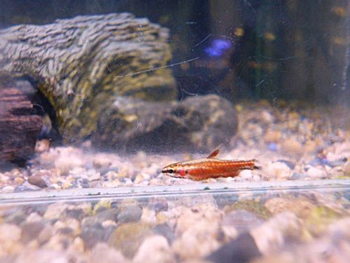 クリムゾンレッドペンシル