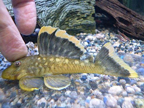 オレンジフィンブラックプレコ