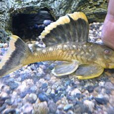 オレンジフィンブラックプレコ　２０２５年１１月２０日入荷