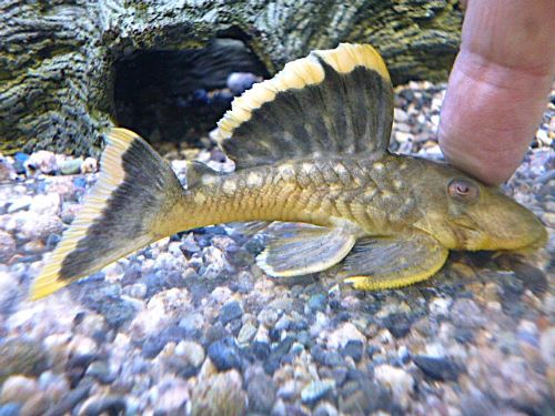 オレンジフィンブラックプレコ　２０２５年１１月２０日入荷