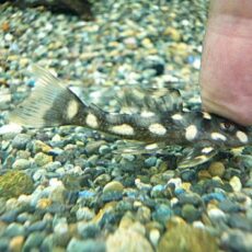 オパールドットマグナムプレコ背ビレ難有り　２０２５年１０月１４日入荷