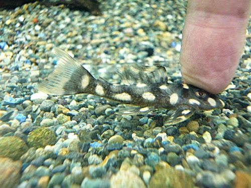 オパールドットマグナムプレコ背ビレ難有り　２０２５年１０月１４日入荷