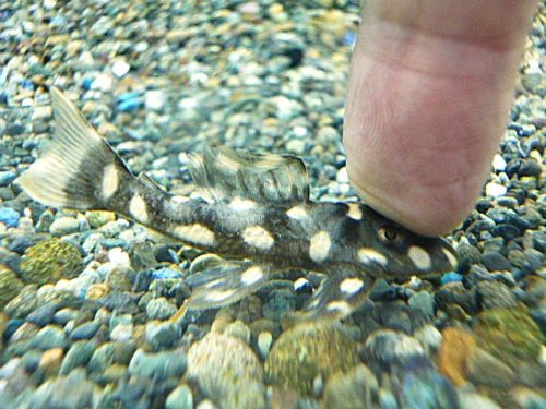 オパールドットマグナムプレコ