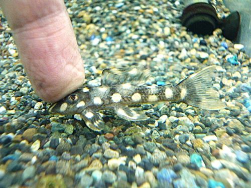 オパールドットマグナムプレコ