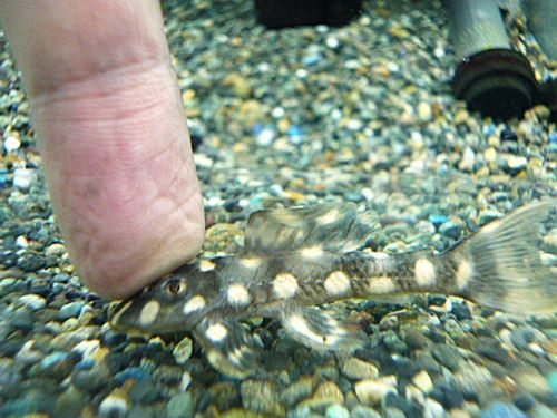 オパールドットマグナムプレコ