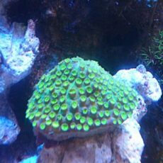 フカトゲキクメイシ　メタグリーン　２０２５年１２月１２日撮影