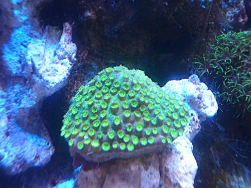 フカトゲキクメイシ　メタグリーン　２０２５年１２月１２日撮影