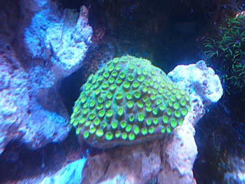 フカトゲキクメイシ