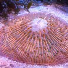 真冬のアクアフェア第２弾！！！クサビライシ　オレンジ＆グリーン