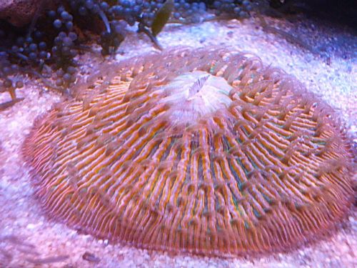 真冬のアクアフェア第２弾！！！クサビライシ　オレンジ＆グリーン