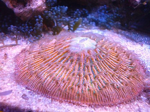 真冬のアクアフェア第2弾!!!クサビライシ オレンジ&グリーン クサビライシ