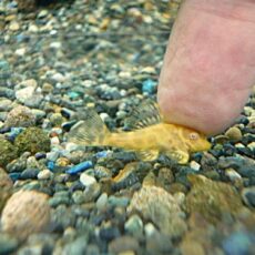 アルビノゴールデンキングロイヤルペコルティア①　２０２５年１１月２７日入荷