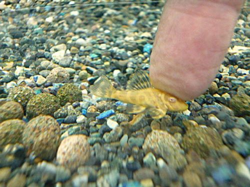 ゴールデンキングロイヤルペコルティア