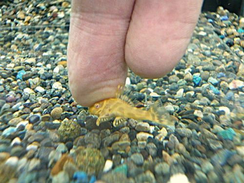 ゴールデンキングロイヤルペコルティア