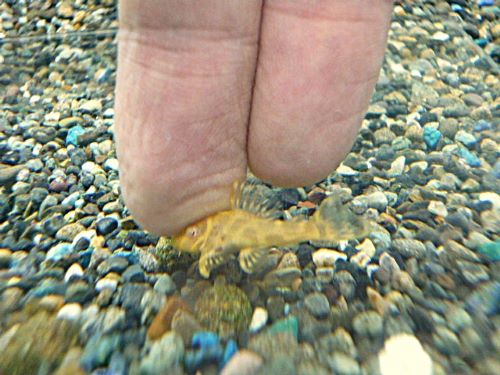 ゴールデンキングロイヤルペコルティア