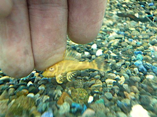 ゴールデンキングロイヤルペコルティア