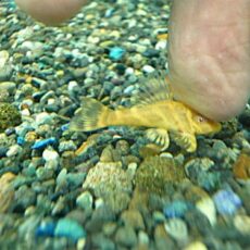 アルビノゴールデンキングロイヤルペコルティア②　２０２５年１１月２７日入荷