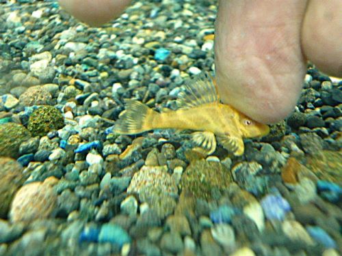 アルビノゴールデンキングロイヤルペコルティア②　２０２５年１１月２７日入荷