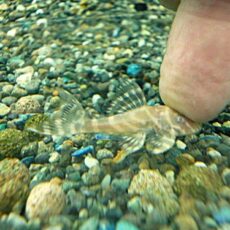 アルビノゴールデンキングロイヤルペコルティア③　２０２５年１１月２７日入荷