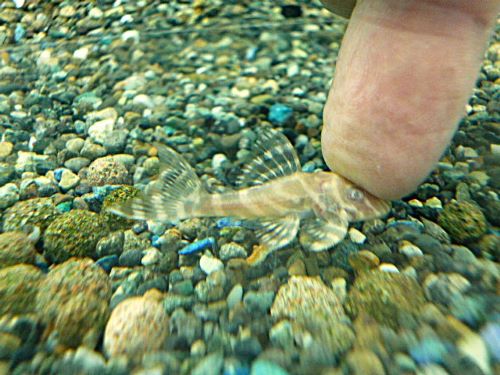 アルビノゴールデンキングロイヤルペコルティア③　２０２５年１１月２７日入荷