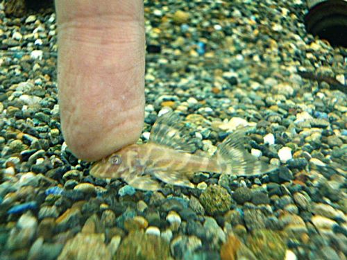 ゴールデンキングロイヤルペコルティア