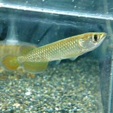 ノーザンバラムンディ③　２０２５年１２月４日入荷