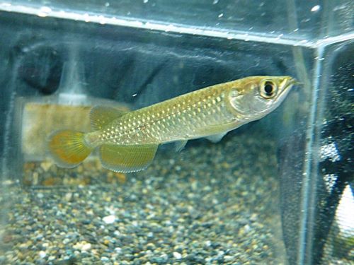 ノーザンバラムンディ③　２０２５年１２月４日入荷