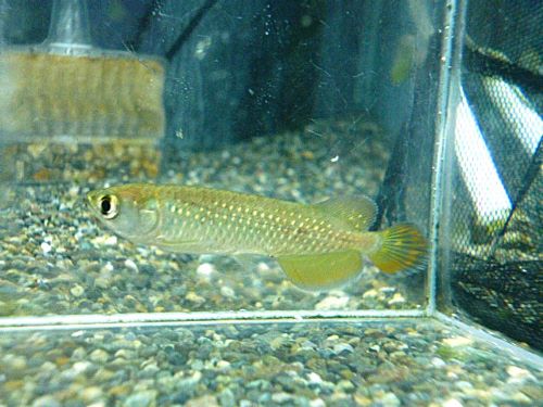 ノーザンバラムンディ