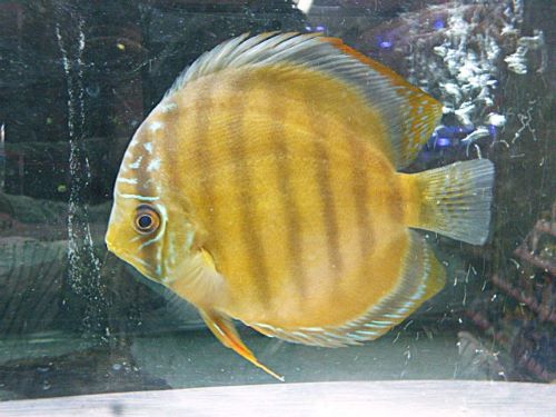 レッド・ディスカス