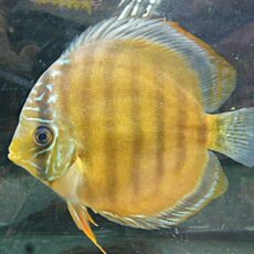 ＷＩＬＤカメタ　レッドディスカス②　２０２５年１１月２７日入荷