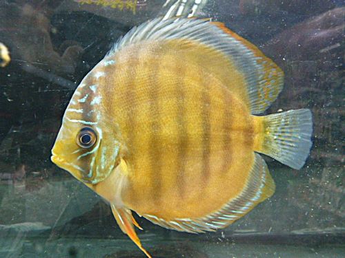 ＷＩＬＤカメタ　レッドディスカス②　２０２５年１１月２７日入荷